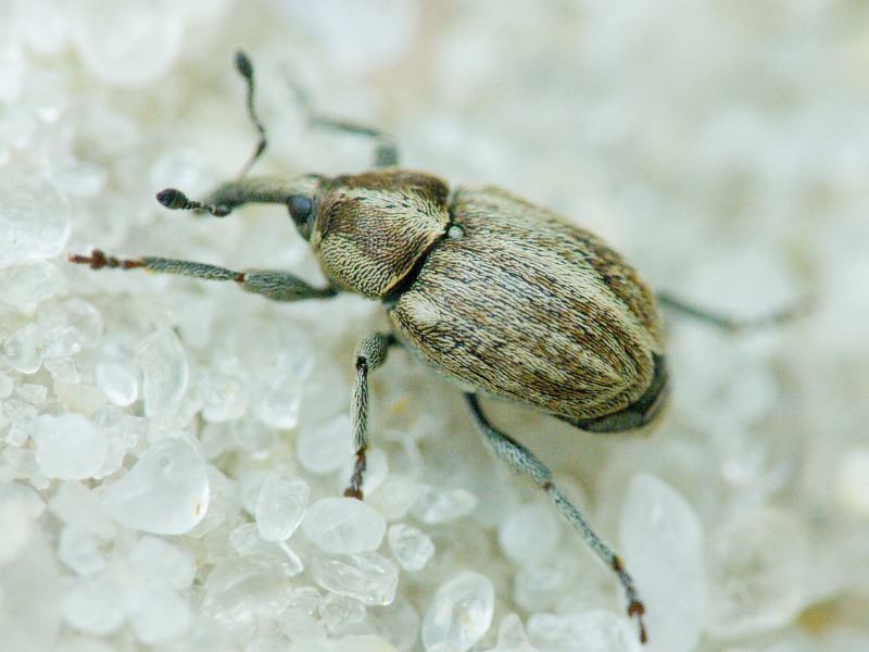 Sibinia pellucens (Scopoli, 1772)